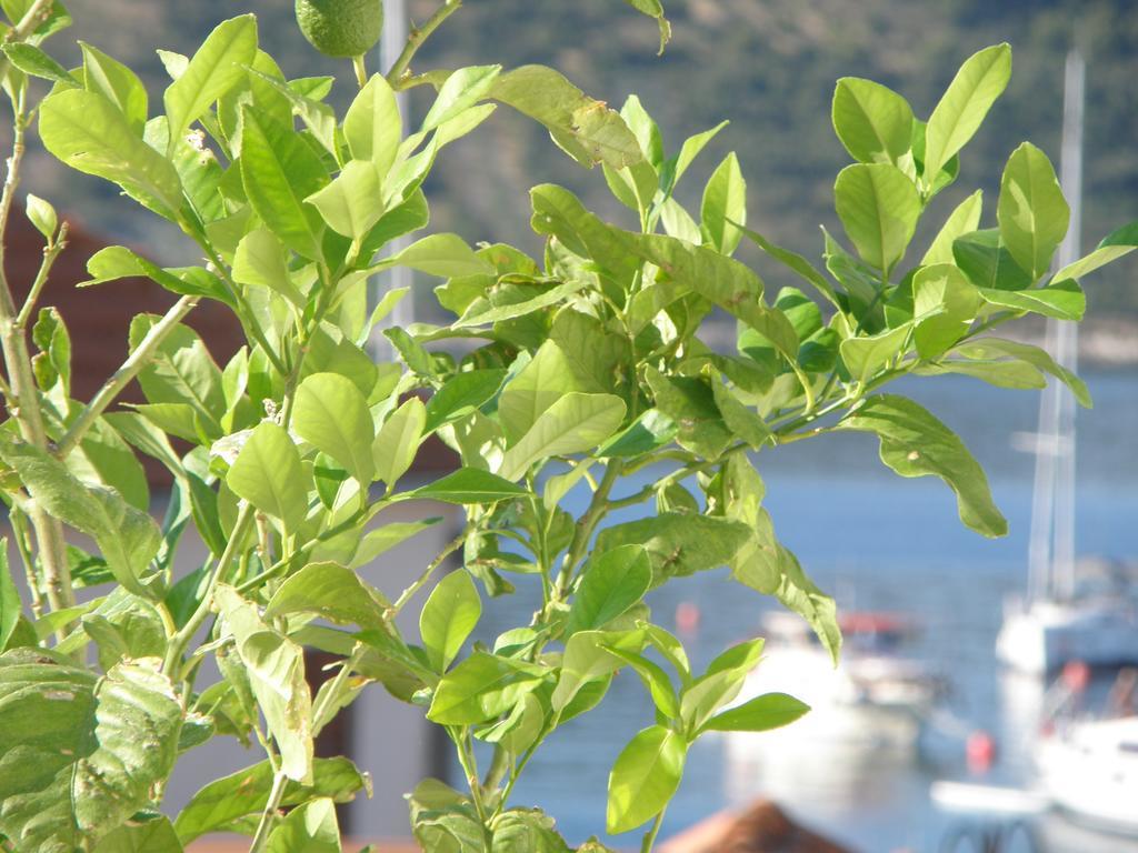 Apartment Amalija Primošten Εξωτερικό φωτογραφία